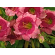 Kép 3/6 - Hemerocallis 'Dragon's Eye' – Sásliliom