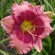 Kép 6/6 - Hemerocallis 'Dragon's Eye' – Sásliliom