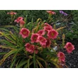 Kép 5/6 - Hemerocallis 'Dragon's Eye' – Sásliliom