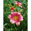 Kép 1/6 - Hemerocallis 'Dragon's Eye' – Sásliliom
