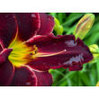 Kép 2/2 - Hemerocallis 'Ed Murray' – Sásliliom - képek rendelés vásárlás a Megyeri Szabolcs Kertészeti webáruházban.