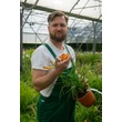 Kép 2/7 - Hemerocallis EveryDaylily™ 'Red Rib®' – Sásliliom