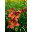 Kép 2/4 - Hemerocallis EveryDaylily™ 'Rose'® – Sásliliom