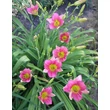 Kép 1/6 - Hemerocallis 'Final Touch' – Sásliliom