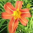 Kép 1/2 - Hemerocallis fulva - Vöröslő sásliliom