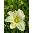 Kép 1/3 - Hemerocallis 'Gentle Shepherd' – Sásliliom