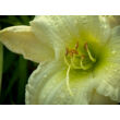 Kép 2/3 - Hemerocallis 'Gentle Shepherd' – Sásliliom - képek rendelés vásárlás a Megyeri Szabolcs Kertészeti webáruházban.