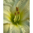 Kép 3/3 - Hemerocallis 'Gentle Shepherd' – Sásliliom - képek rendelés vásárlás a Megyeri Szabolcs Kertészeti webáruházban.