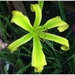 Kép 5/6 - Hemerocallis 'Green Arrow' – Sásliliom