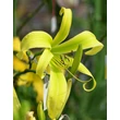 Kép 4/6 - Hemerocallis 'Green Arrow' – Sásliliom