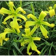 Kép 2/6 - Hemerocallis 'Green Arrow' – Sásliliom