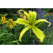 Kép 3/6 - Hemerocallis 'Green Arrow' – Sásliliom