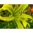 Kép 6/6 - Hemerocallis 'Green Arrow' – Sásliliom