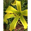 Kép 1/6 - Hemerocallis 'Green Arrow' – Sásliliom