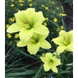 Kép 2/6 - Hemerocallis 'Green Flutter' – Sásliliom