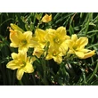 Kép 3/6 - Hemerocallis 'Green Flutter' – Sásliliom