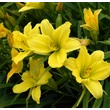 Kép 4/6 - Hemerocallis 'Green Flutter' – Sásliliom