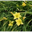Kép 5/6 - Hemerocallis 'Green Flutter' – Sásliliom