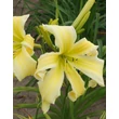 Kép 1/6 - Hemerocallis 'Heavenly Flight of Angels' – Sásliliom