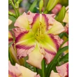 Kép 1/6 - Hemerocallis 'Heavenly Pink Butterfly' – Sásliliom