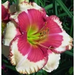 Kép 5/6 - Hemerocallis 'Hello Screamer' – Sásliliom