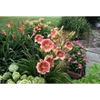 Kép 4/6 - Hemerocallis 'Hello Screamer' – Sásliliom