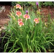 Kép 3/6 - Hemerocallis 'Hello Screamer' – Sásliliom