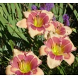 Kép 2/6 - Hemerocallis 'Hello Screamer' – Sásliliom