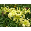 Kép 2/6 - Hemerocallis 'Heavenly Flight of Angels' – Sásliliom
