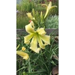 Kép 5/6 - Hemerocallis 'Heavenly Flight of Angels' – Sásliliom