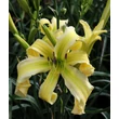 Kép 3/6 - Hemerocallis 'Heavenly Flight of Angels' – Sásliliom