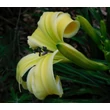 Kép 4/6 - Hemerocallis 'Heavenly Flight of Angels' – Sásliliom
