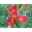 Kép 5/6 - Hemerocallis 'Highland Lord' – Sásliliom