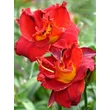 Kép 3/6 - Hemerocallis 'Highland Lord' – Sásliliom