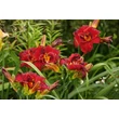 Kép 6/6 - Hemerocallis 'Highland Lord' – Sásliliom