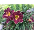Kép 2/6 - Hemerocallis 'Her Majestic Wizard' – Sásliliom