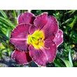 Kép 3/6 - Hemerocallis 'Her Majestic Wizard' – Sásliliom