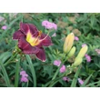 Kép 4/6 - Hemerocallis 'Her Majestic Wizard' – Sásliliom