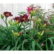 Kép 5/6 - Hemerocallis 'Her Majestic Wizard' – Sásliliom