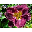 Kép 6/6 - Hemerocallis 'Her Majestic Wizard' – Sásliliom
