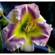 Kép 2/6 - Hemerocallis 'Heavenly Pink Butterfly' – Sásliliom