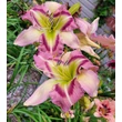 Kép 3/6 - Hemerocallis 'Heavenly Pink Butterfly' – Sásliliom