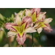 Kép 5/6 - Hemerocallis 'Heavenly Pink Butterfly' – Sásliliom