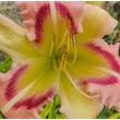 Kép 4/6 - Hemerocallis 'Heavenly Pink Butterfly' – Sásliliom