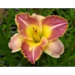 Kép 4/6 - Hemerocallis 'Ida's Magic' – Sásliliom