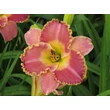 Kép 6/6 - Hemerocallis 'Ida's Magic' – Sásliliom
