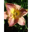 Kép 1/6 - Hemerocallis 'Ida's Magic' – Sásliliom