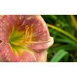 Kép 2/3 - emerocallis 'Janice Brown' – Sásliliom - képek rendelés vásárlás a Megyeri Szabolcs Kertészeti webáruházban.