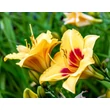 Kép 2/6 - Hemerocallis 'Little Cadet' – Sásliliom