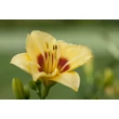 Kép 3/6 - Hemerocallis 'Little Cadet' – Sásliliom